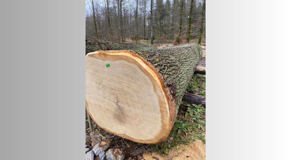 Oak logs. Grade A/B